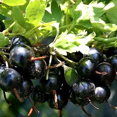 Золотистая  Золотистая в Ставрополе