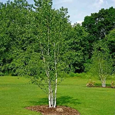 Береза бумажная  Береза бумажная в Ставрополе