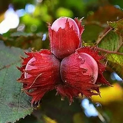 Фундук КРАСНЫЙ ЯНТАРЬ  Фундук КРАСНЫЙ ЯНТАРЬ в Ставрополе