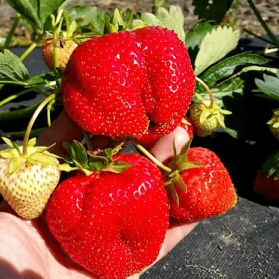 Клубника АПРИКА  Клубника АПРИКА в Ставрополе