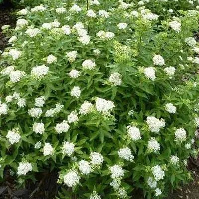 Спирея АЛЬБИФЛОРА японская в Ставрополе