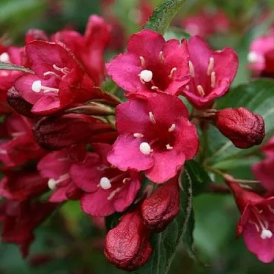 Вейгела ЕВА РАТКЕ  Вейгела ЕВА РАТКЕ в Ставрополе