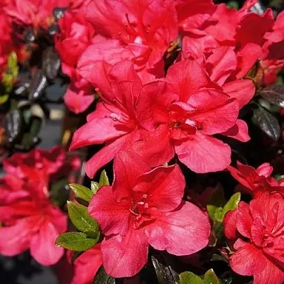 Азалия МАРУШКА японская  Азалия МАРУШКА японская в Ставрополе