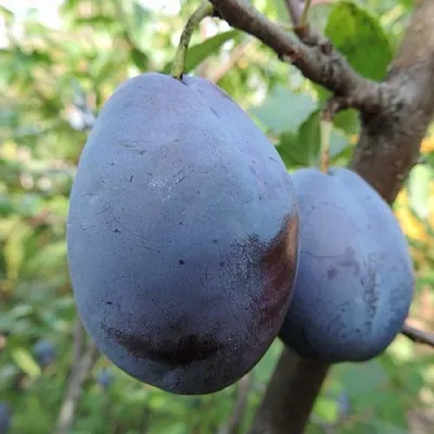 Слива АМЕРС  Слива АМЕРС в Ставрополе