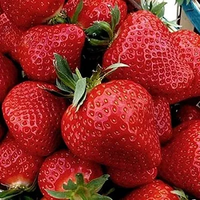 Клубника КЛЕРИ  Клубника КЛЕРИ в Ставрополе
