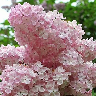 Сирень ВЕЧЕРНИЙ ЗВОН в Ставрополе