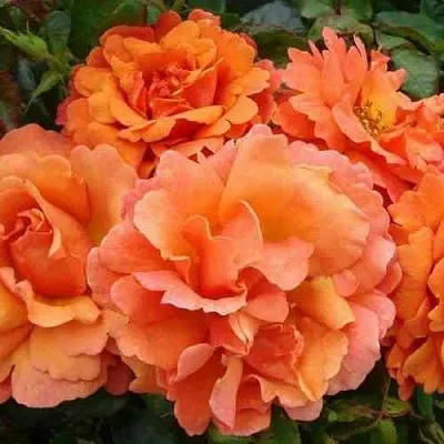 Саженцы роз БРИДЖ ОФ САЙЗ плетистая  Саженцы роз БРИДЖ ОФ САЙЗ плетистая в Ставрополе