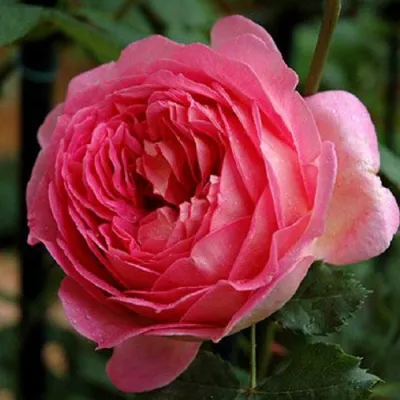 Саженцы роз ДЖУБИЛИ СЕЛЕБРЕЙШН английская в Ставрополе