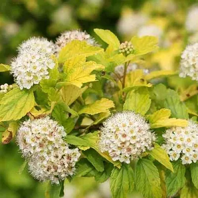 Пузыреплодник АНГЕЛ ГОЛД в Ставрополе