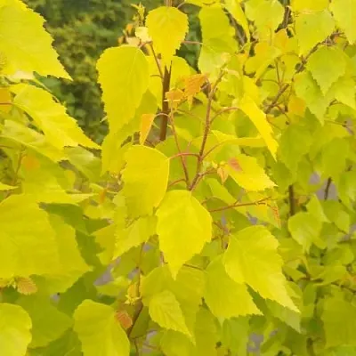 Берёза ГОЛДЕН ОБЕЛИСК повислая   Берёза ГОЛДЕН ОБЕЛИСК повислая  в Ставрополе