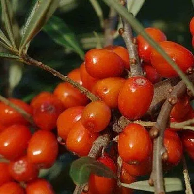 Облепиха ВОРОБЬЕВСКАЯ в Ставрополе