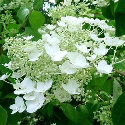 Гортензия УАЙТ ДОМ древовидная в Ставрополе
