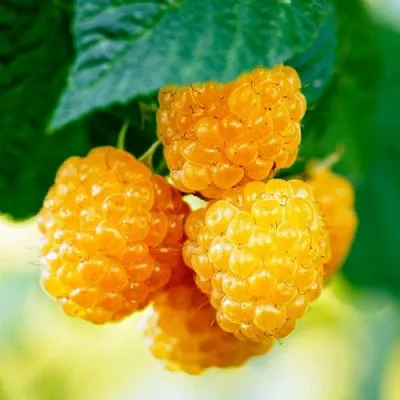 Малина МЕДОВАЯ  Малина МЕДОВАЯ в Ставрополе