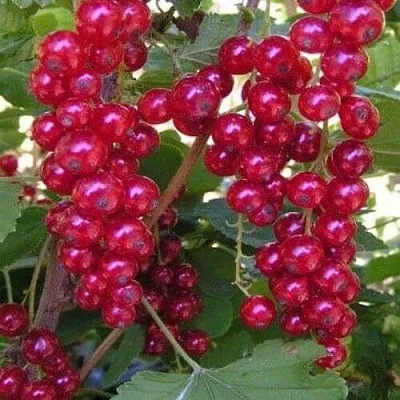 Смородина красная ПУРПУРНАЯ  Смородина красная ПУРПУРНАЯ в Ставрополе