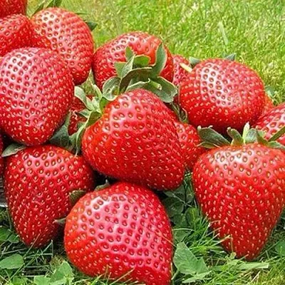 Клубника ЭЛИАНЕ  Клубника ЭЛИАНЕ в Ставрополе