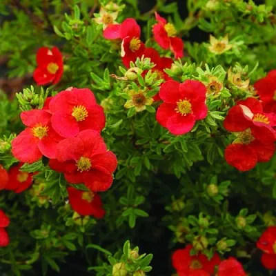 Лапчатка РЕД АЙС кустарниковая в Ставрополе