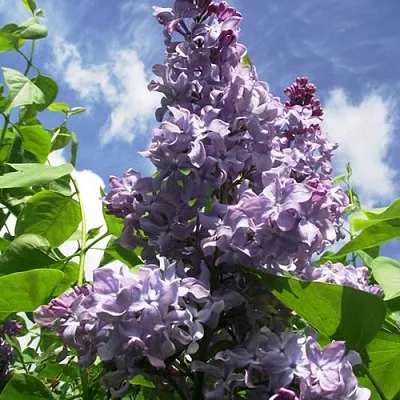 Сирень КРЫЛЬЯ НАДЕЖДЫ в Ставрополе