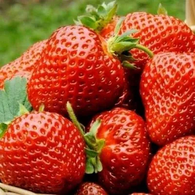 Клубника ФЛОРЕНС  Клубника ФЛОРЕНС в Ставрополе