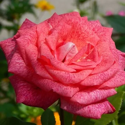 Саженцы роз ПЬЕР КАРДЕН чайно-гибридная  Саженцы роз ПЬЕР КАРДЕН чайно-гибридная в Ставрополе