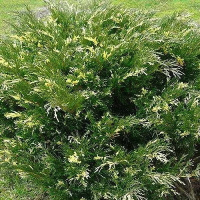 Можжевельник АНДОРА ВАРИЕГАТА горизонтальный  Можжевельник АНДОРА ВАРИЕГАТА горизонтальный в Ставрополе