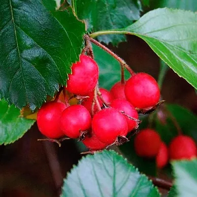 Боярышник ЛЮДМИЛ  Боярышник ЛЮДМИЛ в Ставрополе