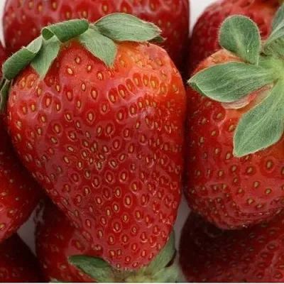 Клубника ФЛАМИНИЯ  Клубника ФЛАМИНИЯ в Ставрополе