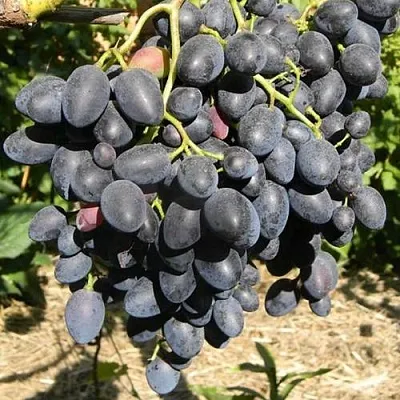 Виноград НАДЕЖДА АЗОС  Виноград НАДЕЖДА АЗОС в Ставрополе