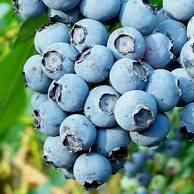 Голубика БРИГИТТА БЛЮ  Голубика БРИГИТТА БЛЮ в Ставрополе