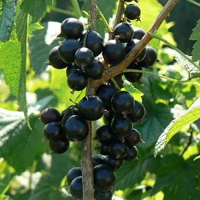 Смородина черная ВОЛОГДА  Смородина черная ВОЛОГДА в Ставрополе