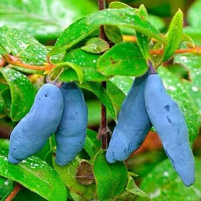 Жимолость съедобная МОРЕНА  Жимолость съедобная МОРЕНА в Ставрополе