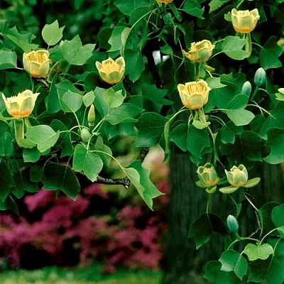 Лириодендрон   Лириодендрон  в Ставрополе