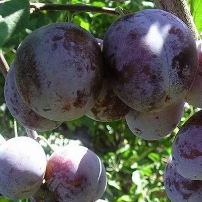 Слива РЕНКЛОД ХАРИТОНОВОЙ  Слива РЕНКЛОД ХАРИТОНОВОЙ в Ставрополе