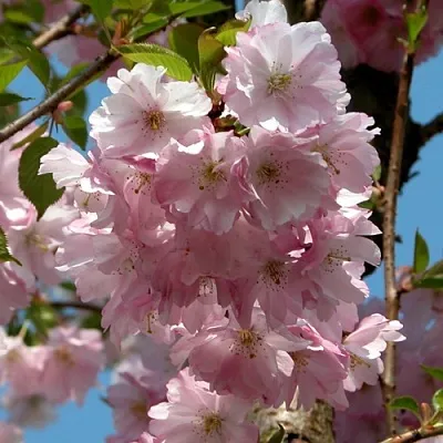 Вишня АККОЛЕЙД цветущая в Ставрополе