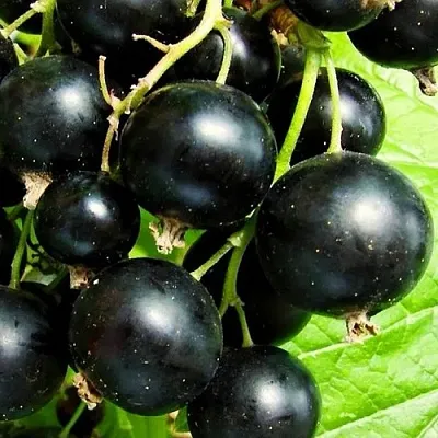 Смородина черная ДАЧНИЦА  Смородина черная ДАЧНИЦА в Ставрополе