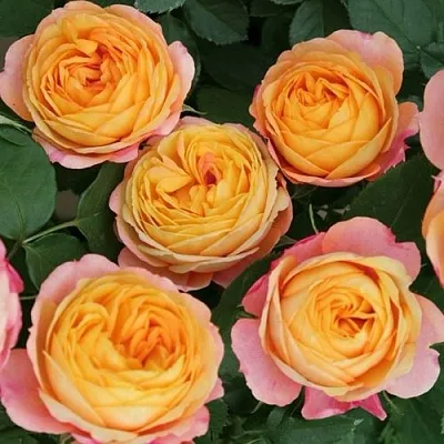 Саженцы роз БЕБИ РОМАНТИКА миниатюрная  Саженцы роз БЕБИ РОМАНТИКА миниатюрная в Ставрополе