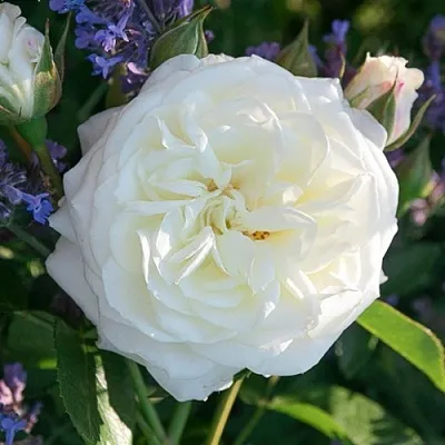 Саженцы роз АЛАБАСТЕР флорибунда  Саженцы роз АЛАБАСТЕР флорибунда в Ставрополе