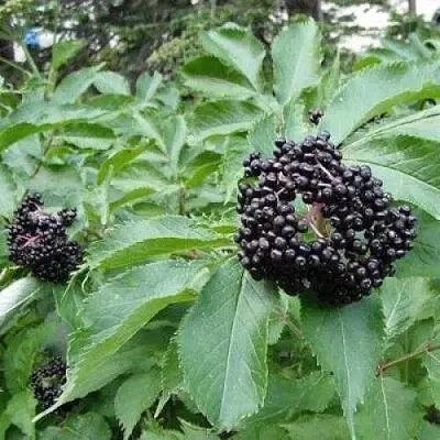 Бузина черная КЛАДЗЕЗЬ в Ставрополе