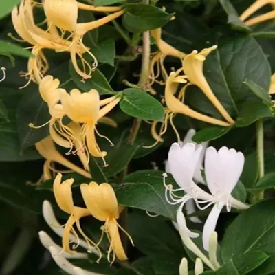 Жимолость ХАЛЛИАНА японская (Хелиана) — описание сорта Жимолость ХАЛЛИАНА японская (Хелиана) в Ставрополе