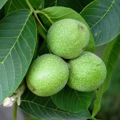 Грецкий орех ЮРИЙ ГАГАРИН  Грецкий орех ЮРИЙ ГАГАРИН в Ставрополе