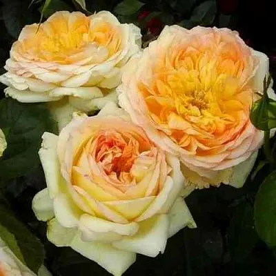 Саженцы роз АЛЬФОНС ДОДЕ чайно-гибридная  Саженцы роз АЛЬФОНС ДОДЕ чайно-гибридная в Ставрополе