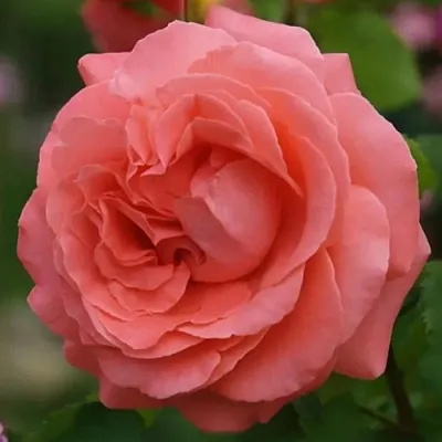 Саженцы роз ДИДИ БРИДЖУОТЕР плетистая  Саженцы роз ДИДИ БРИДЖУОТЕР плетистая в Ставрополе