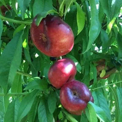 Нектарин ДОНАТ ИНЖИРНЫЙ  Нектарин ДОНАТ ИНЖИРНЫЙ в Ставрополе