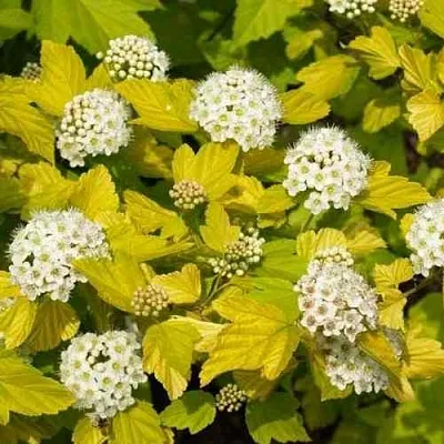 Пузыреплодник ДАРТС ГОЛД в Ставрополе