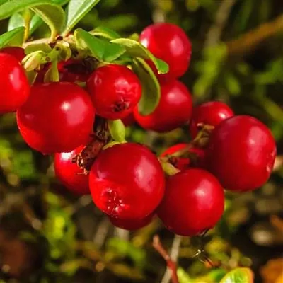 Брусника в Ставрополе