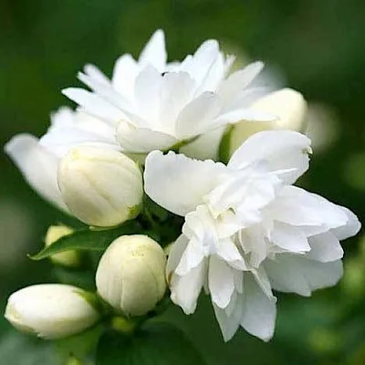 Жасмин ШНЕЕШТРУМ  Жасмин ШНЕЕШТРУМ в Ставрополе