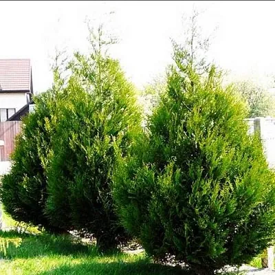 Туя АТРОВИРЕНС складчатая  Туя АТРОВИРЕНС складчатая в Ставрополе