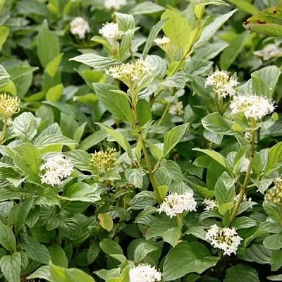 Дерен ФЛАВИРАМЕА отпрысковый  в Ставрополе