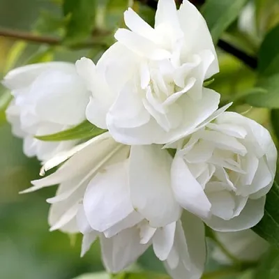 Жасмин МАНТО Д’ЭРМИН  Жасмин МАНТО Д’ЭРМИН в Ставрополе