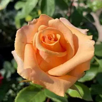 Саженцы роз ВЕРСИЛИЯ чайно-гибридная  Саженцы роз ВЕРСИЛИЯ чайно-гибридная в Ставрополе