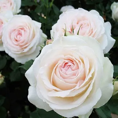 Саженцы роз ПАЛЕ РОЯЛЬ плетистая  Саженцы роз ПАЛЕ РОЯЛЬ плетистая в Ставрополе